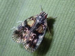 Bothriocera