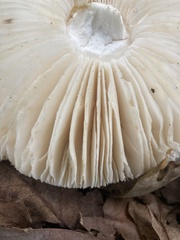Penicillium