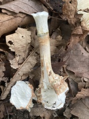 Penicillium