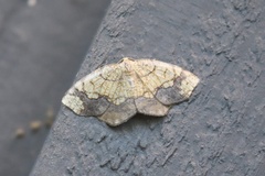 Nematocampa resistaria