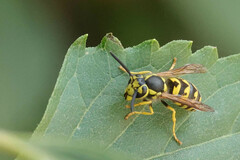 Vespula pensylvanica