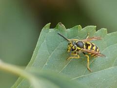 Vespula pensylvanica