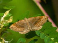 Scotopteryx chenopodiata