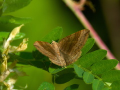 Scotopteryx chenopodiata