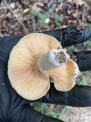 Lactarius