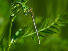 Platycnemis pennipes
