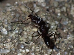 Odontomachus haematodus