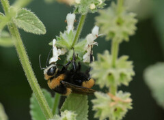 Bombus crotchii