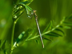 Platycnemis pennipes