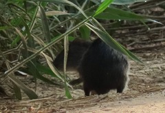Cavia aperea aperea