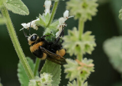 Bombus crotchii