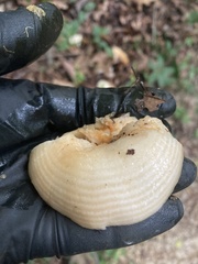Lactarius