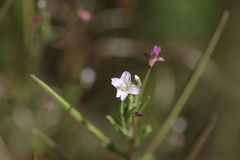 Epilobium ciliatum
