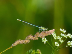 Platycnemis pennipes