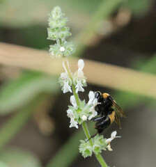 Bombus crotchii