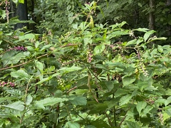 Phytolacca americana