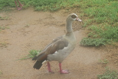 Alopochen aegyptiaca