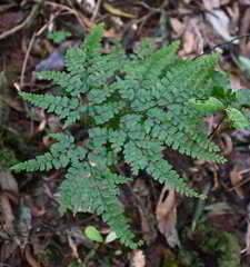 Adiantum formosum