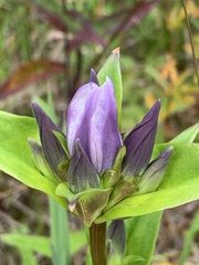 Gentiana rubricaulis