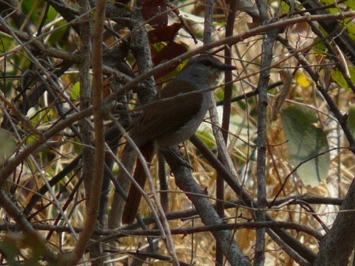 Rufous-tailed Palm Thrush (Cichladusa ruficauda), photo 6