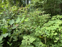 Phytolacca americana