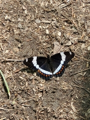 Limenitis arthemis arthemis