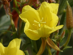 Oenothera elata