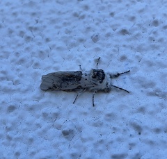 Furcula scolopendrina