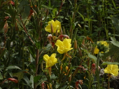 Oenothera elata