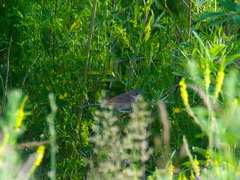 Curruca communis