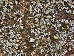 Riccia