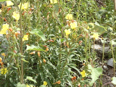 Oenothera elata