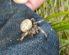 Araneus quadratus
