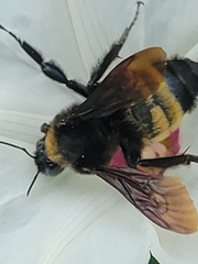 Bombus pensylvanicus