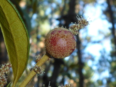 Dryocosmus castanopsidis