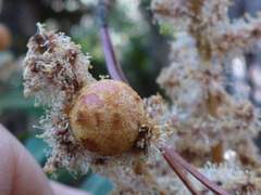 Dryocosmus castanopsidis