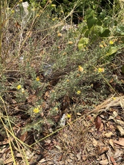 Heterotheca canescens