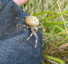 Araneus quadratus