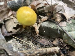 Suillus