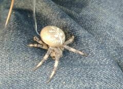 Araneus quadratus