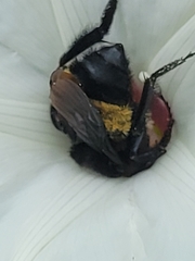 Bombus pensylvanicus