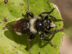 Laphria partitor