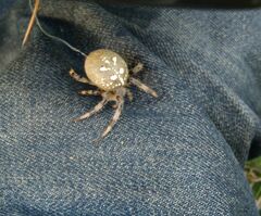 Araneus quadratus