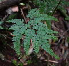 Adiantum formosum
