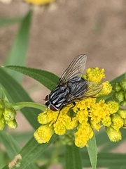 Graphomya maculata
