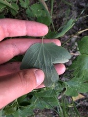 Aquilegia canadensis