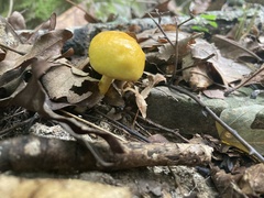Suillus