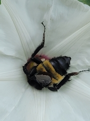 Bombus pensylvanicus