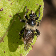 Laphria partitor