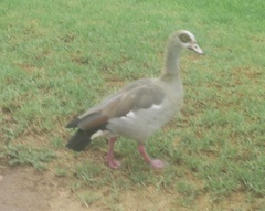 Alopochen aegyptiaca